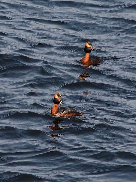Mustakurkku-uikku, Horned Grebe, Podiceps auritus